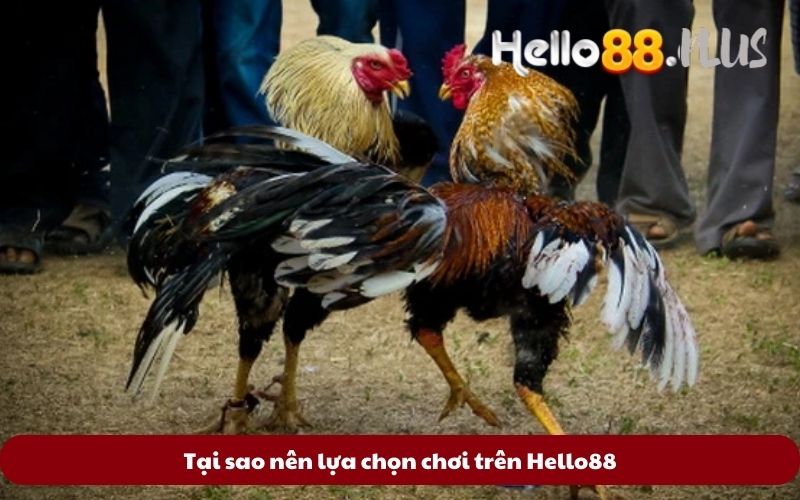 Tai-sao-nen-lua-chon-choi-tren-Hello88